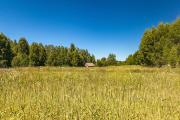 Field with grass, wooden building and forest against the blue sky in summer