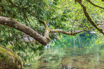 Reflections in the East Fork Lews River. © Emily_M_Wilson