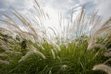 The meadow at sunset. Closeup view of Pennisetum orientale ornamental grass, also known as Fountain grass, growing in the park. Beautiful foliage, flowers and lens flare.