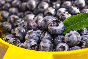 Freshly Picked Blueberries Rinsed in a Yellow Strainer