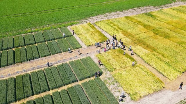 A group of farmers are able to continue cultivating varieties of wheat and wheat on previous dilyankas. Post-production of agricultural crops.
