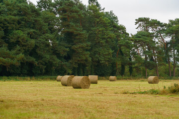 Round hay bales await collection in the field on Salisbury Plain chalklands Wilts UK