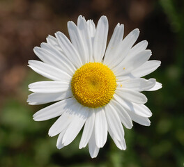 Fototapeta premium daisy flower