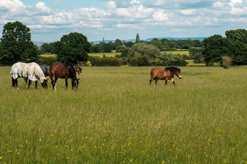 Obraz na płótnie Canvas Horses on a grass field