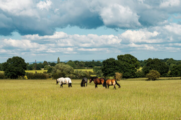 Fototapeta na wymiar Horses on a grass field