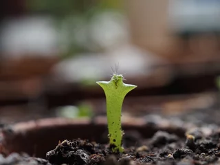 Foto op Plexiglas Aus Samen angezogener kleiner Kaktus der aussieht wie ein Mensch © helenii_photography