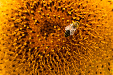 Close-up insect wasp collects nectar on a sunflower, soft focus.