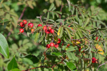 Red Rose Hips in the Summer
