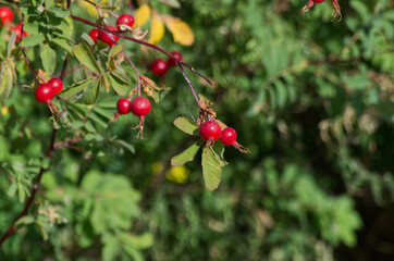 Red Rose Hips in the Summer