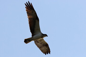Fototapeta premium vol plané de balbuzard pêcheur dans un ciel bleu pâle
