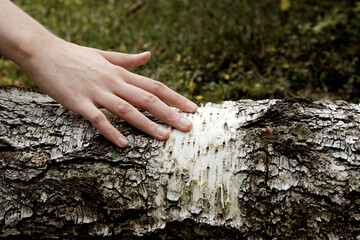 Woman hand touch fallen birch tree trunk in natural forest. Nature connection concept.
