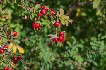 Red Rose Hips in the Summer