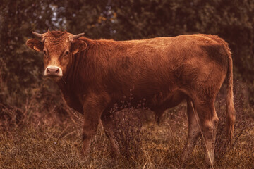 Junger STier