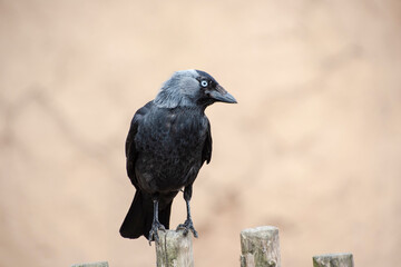 Eurasian Jackdaw - Corvus monedula, resting on an old fence