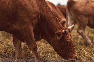Kühe auf einem FEld