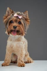 Cute yorkshire terrier puppy with beige fur isolated on gray