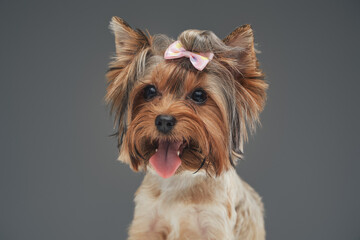 Headshot of yorkshire terrier doggy against gray background