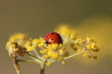 Coccinelle fleur