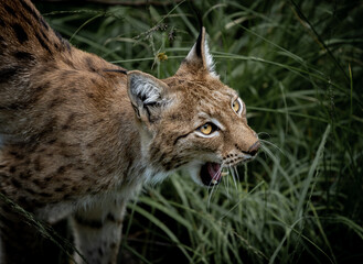 portrait of a lynx
