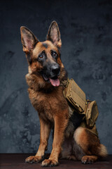 Dog traveler german shepherd breed with backpack