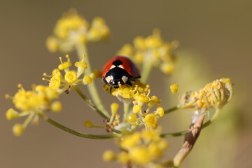 Coccinelle fleur