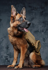 German shepherd tourist with backpack against dark background