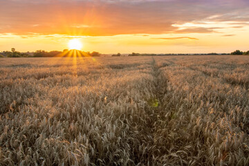 Scenic view at beautiful summer sunset in a wheaten shiny field with golden wheat and sun rays, deep blue cloudy sky, road and rows leading far away, valley landscape