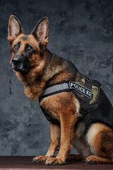 Police german shepherd with uniform against dark background
