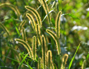 Setaria grows in the field.