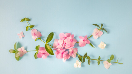 floral layout of pink hydrangea and green leaves on a blue background. Top view and copy space. Banner