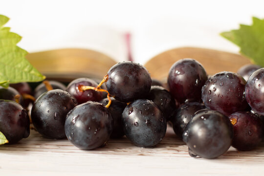 Closeup of fresh purple grapes with open Holy golden Bible. Jesus Christ is the true vine. Christian believers are branches. Be fruitful, abide in God, be an obedient disciple. Horizontal background.