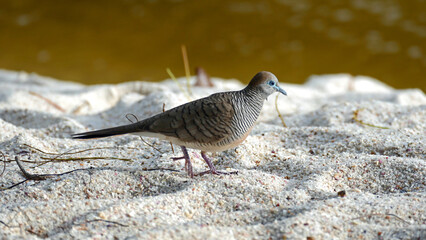 Zebra dove walking on the beach