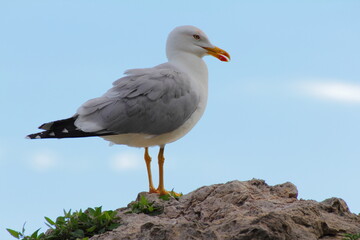 Seagull staying on the rock with sky on the background