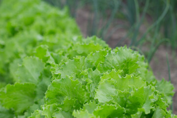 Fresh green lettuce in the garden close up.