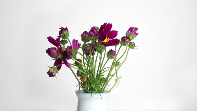 A bouquet of beautiful summer flowers kosmeya unfolds on a white background. Purple flowers close-up. Cosmos flower footage in High quality 4k.