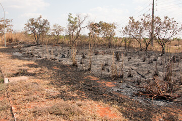 Charred Remains of a Wildfire in the 711 Block of Nororeste (Northwest) in Brasilia, Brazil