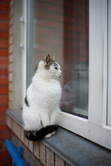 Curious white cat sitting on the windowsill and look into house window