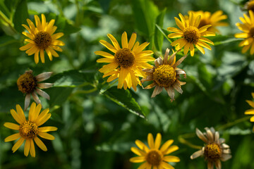 Yellow flowers in the garden. Plants on the street.