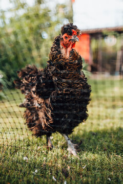 Fighting view of a chicken on a farm with a tufted head