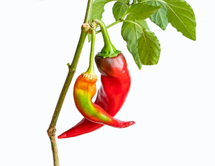 Hot peppers isolated on white background