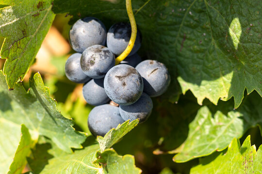 Peque&ntilde;o racimo de uvas  colgando  entre las parras