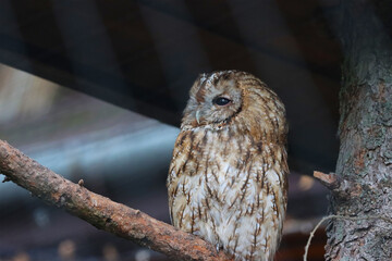 An owl is sitting on a tree.
