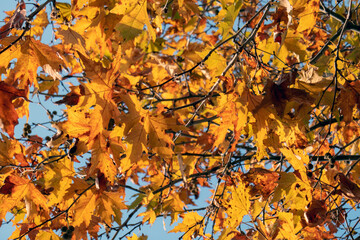 Beautiful colorful leaves in autumn