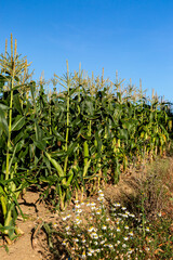 Corn/Maize Crops Growing in the Late Summer Sunshine