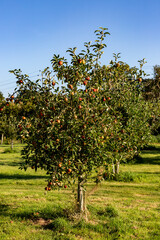 Fototapeta na wymiar A Tree Laden with Apples on a Sunny Day
