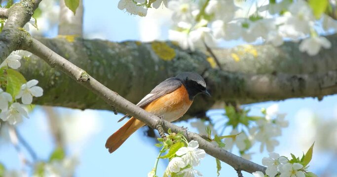 The common redstart  or Phoenicurus phoenicurus bird on the tree