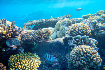 Naklejka na ściany i meble Coral reef of the Red Sea on the background of blue water