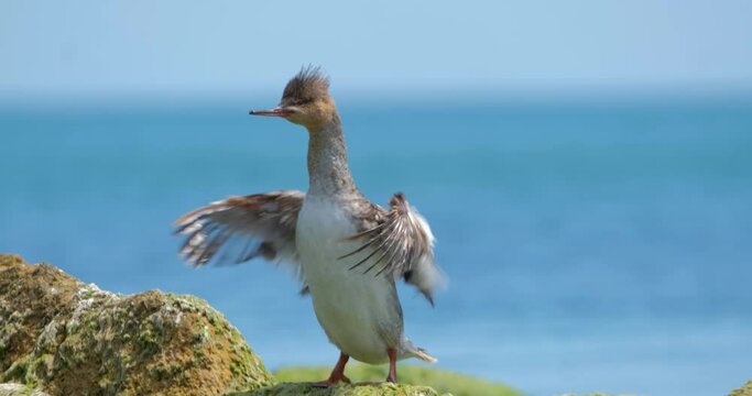 common merganser or Mergus merganser close up on the beach