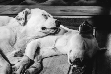 Obraz na płótnie Canvas Two white young dogs resting and sleeping in on a blanket on a wooden floor outside a cabin in the night (in black and white)