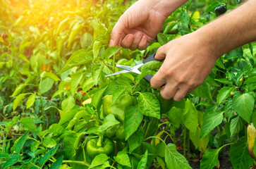 Naklejka na ściany i meble The farmer cuts the sprouts into the peppers with scissors for a good harvest. Close-up of the hands of an agronomist during work. Caring for bell pepper in the garden